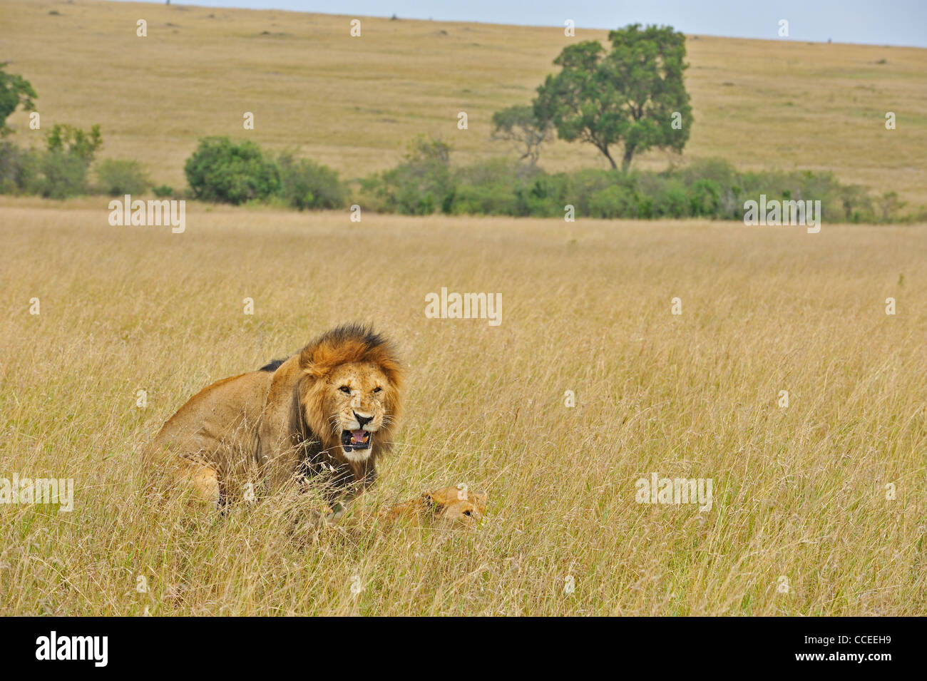 Mating lions in the grasses of Masai Mara, Kenya, Africa Stock Photo ...