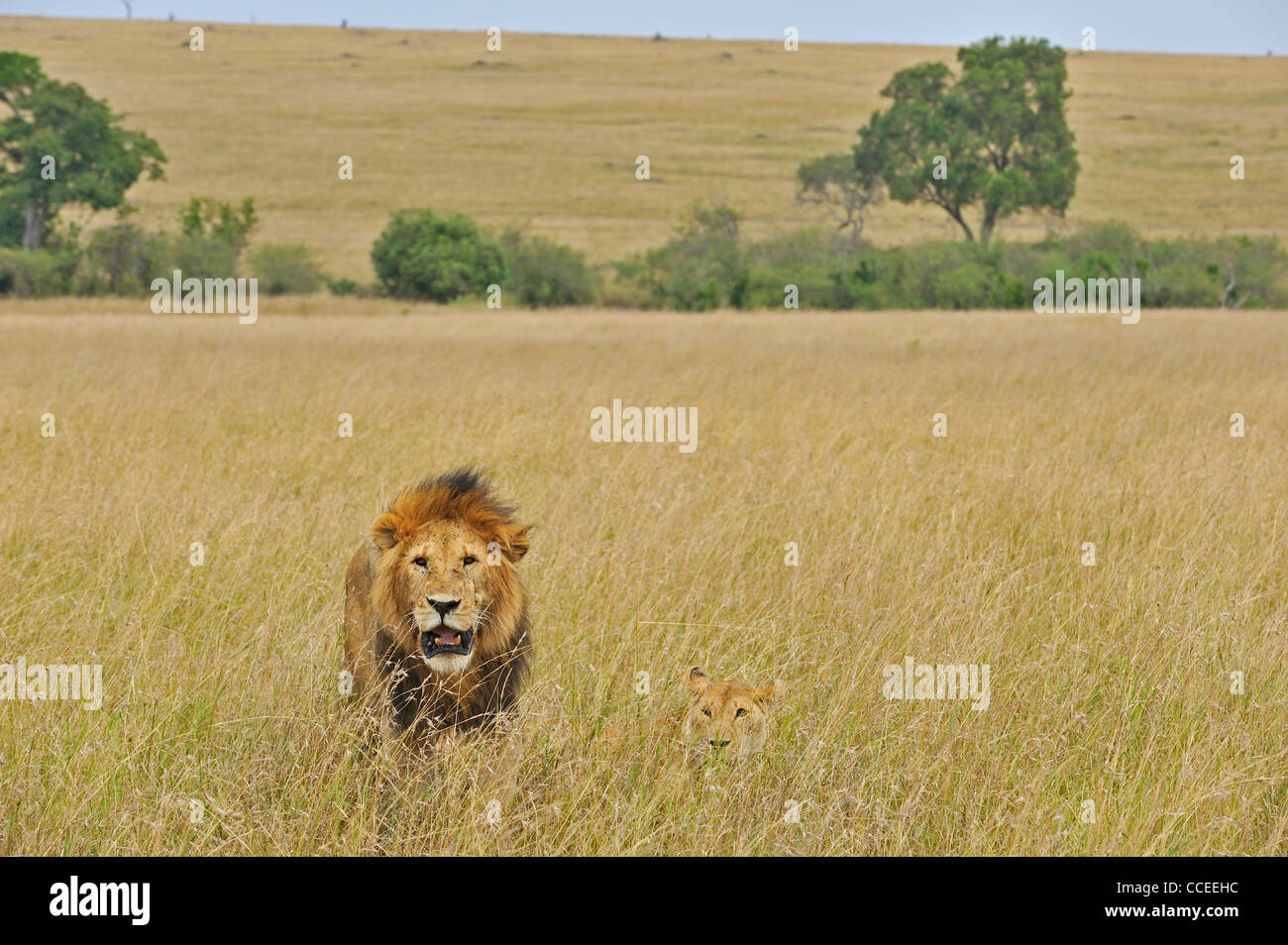 Mating lions in the grasses of Masai Mara, Kenya, Africa Stock Photo ...