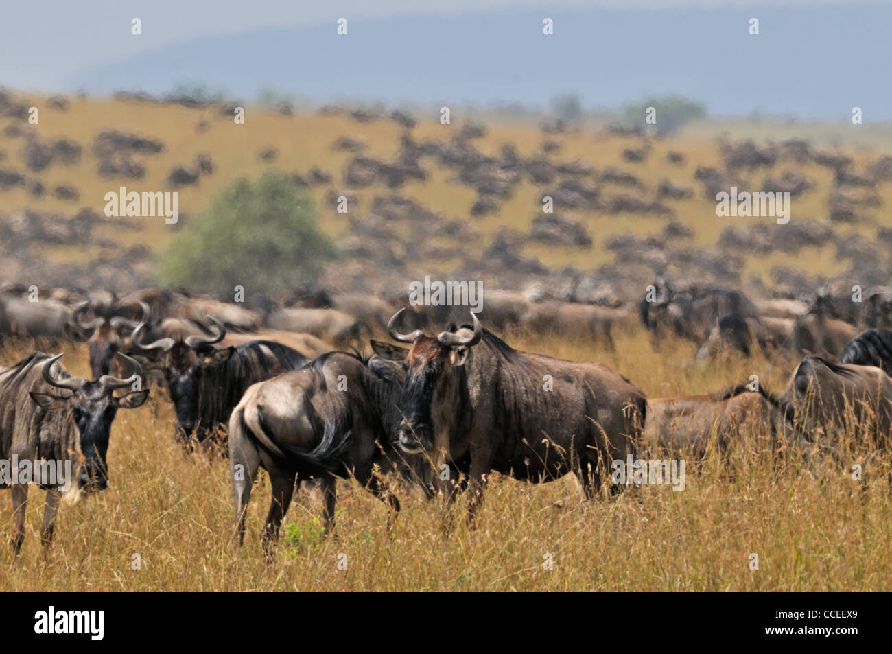 Wildebeest (or wildebeest, wildebeests or wildebai, gnu) herds in Masai Mara, Kenya, Africa Stock Photo