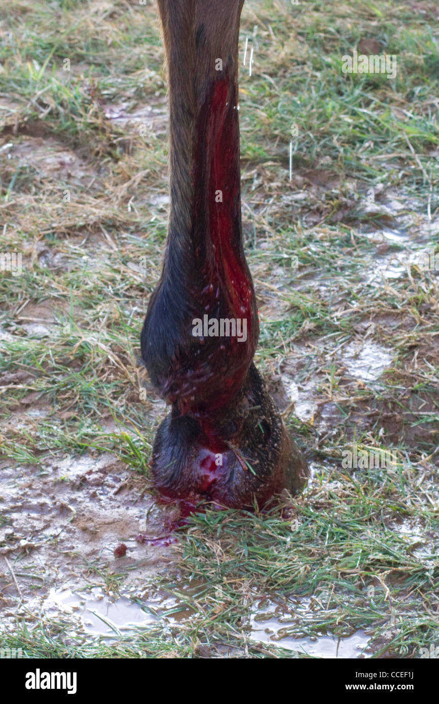 Horse leg bleeding after a injury during a race Stock Photo