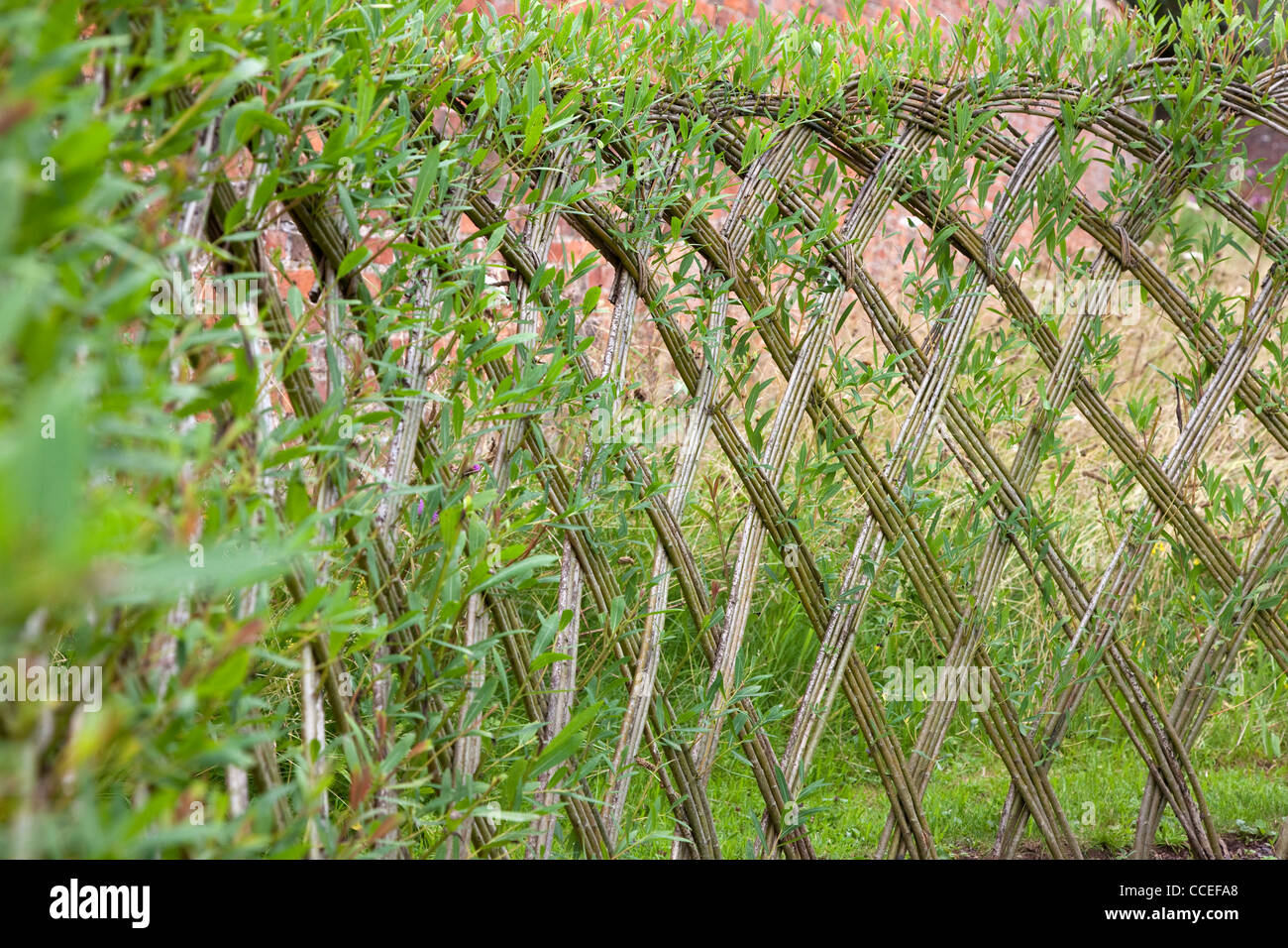 Live Willow woven screen fencing or fedge, England, UK Stock Photo Alamy