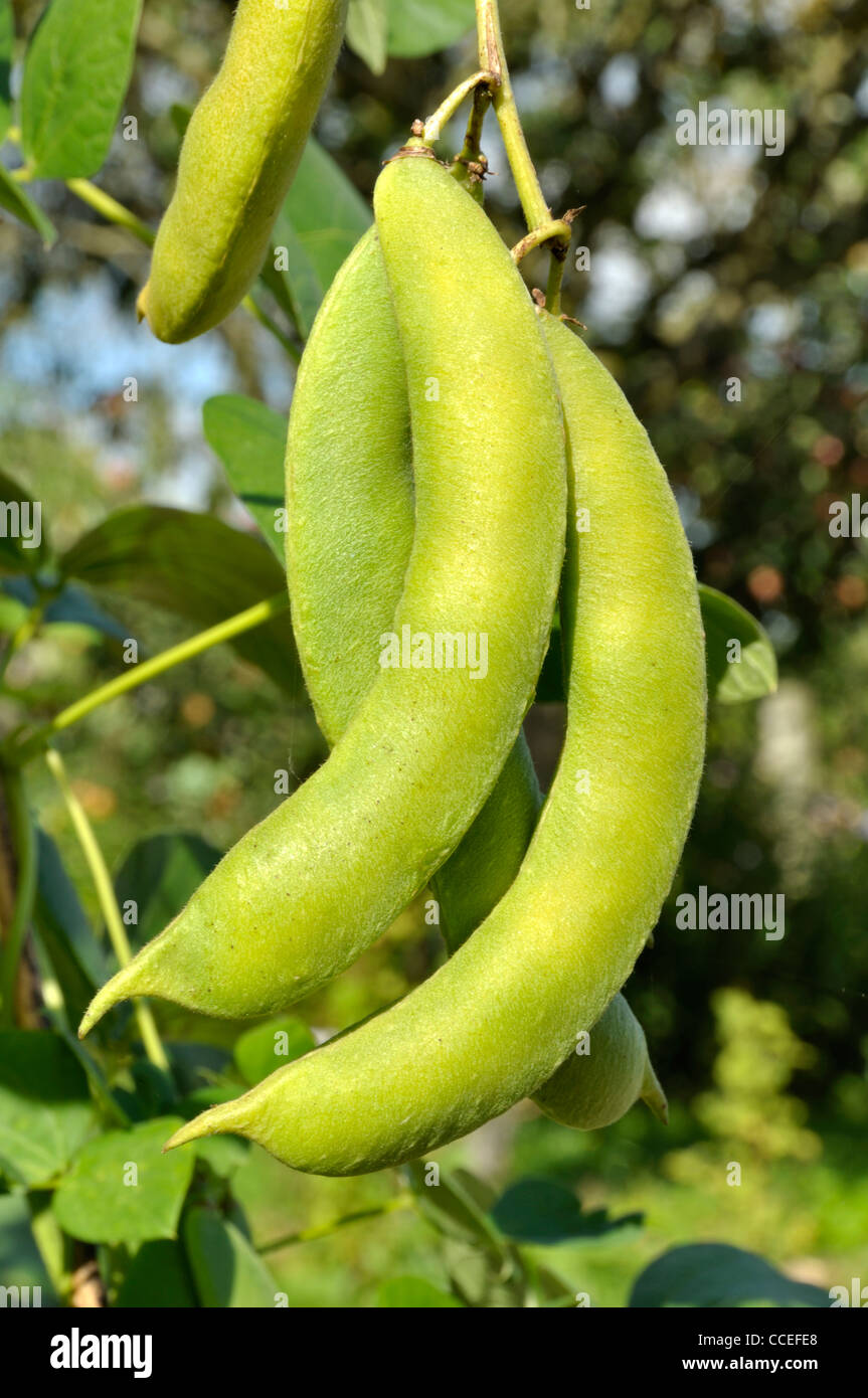Runner beans (variety Soissons blanc), Phaseolus vulgaris Stock Photo