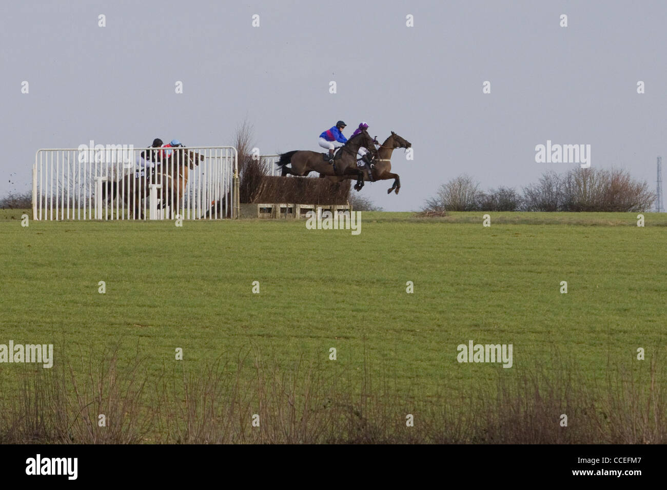 Race horses jumping brush fences at a local point to point meeting
