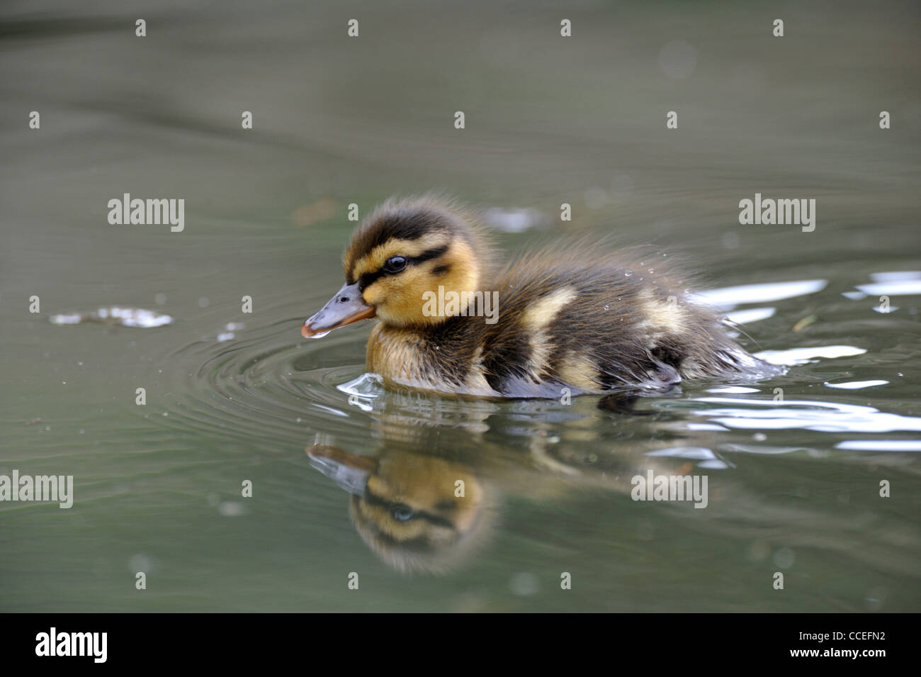 Mallard duckling (Anus platyrhynchos) Stock Photo