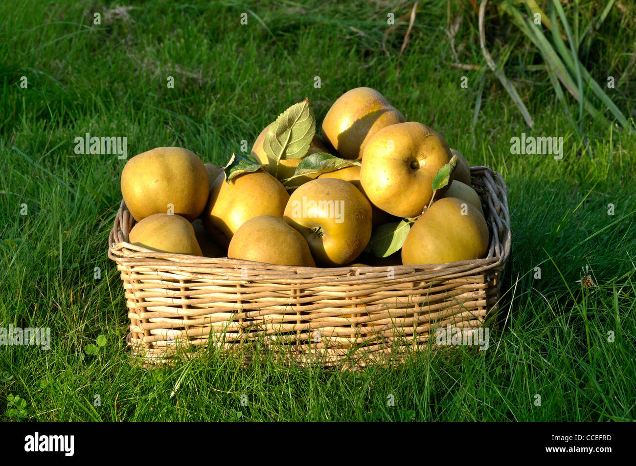 Russet apples (Reinette grise du Canada) in a basket on the lawn of the garden. Stock Photo