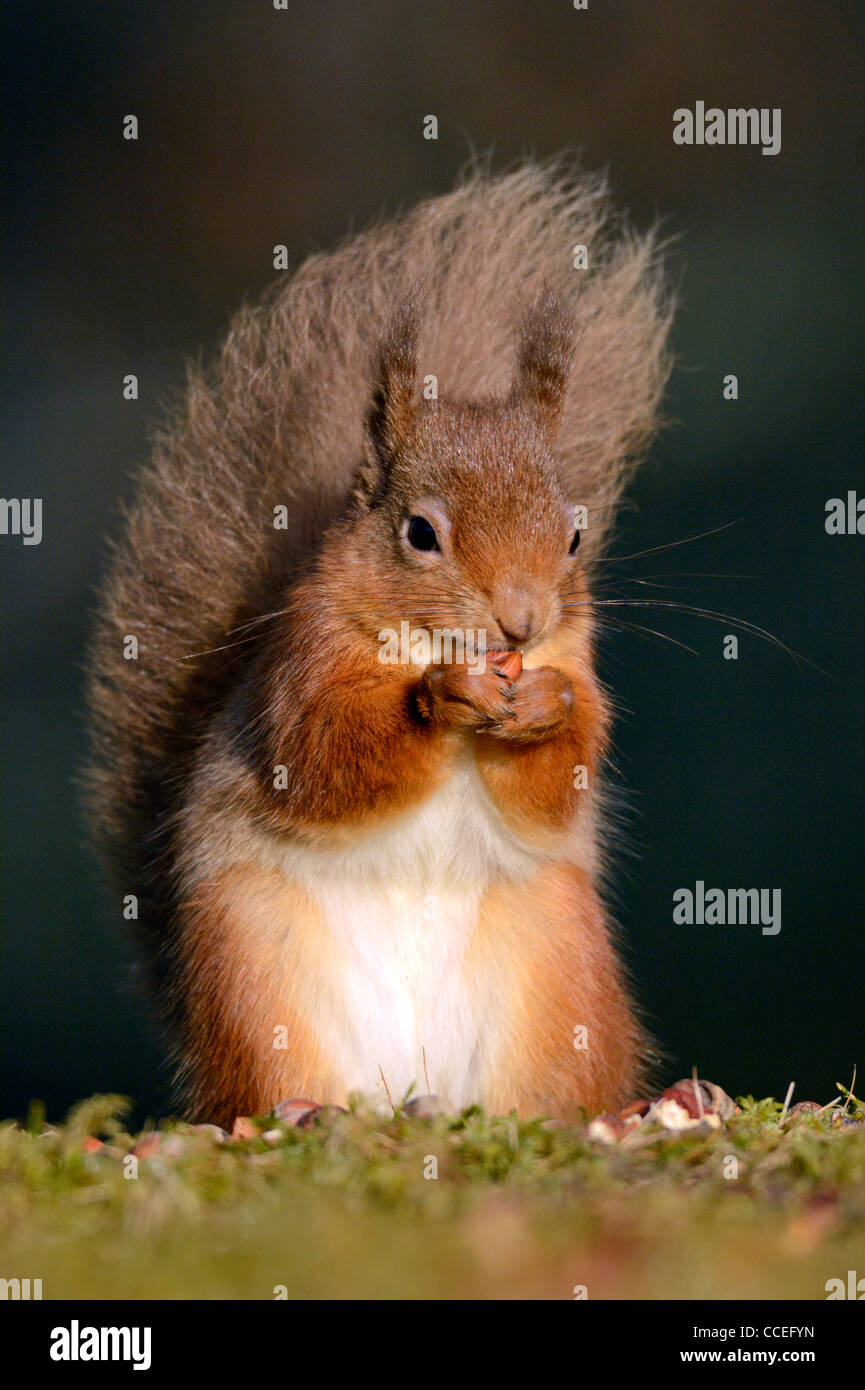 Red squirrel (Sciurus vulgaris) Stock Photo