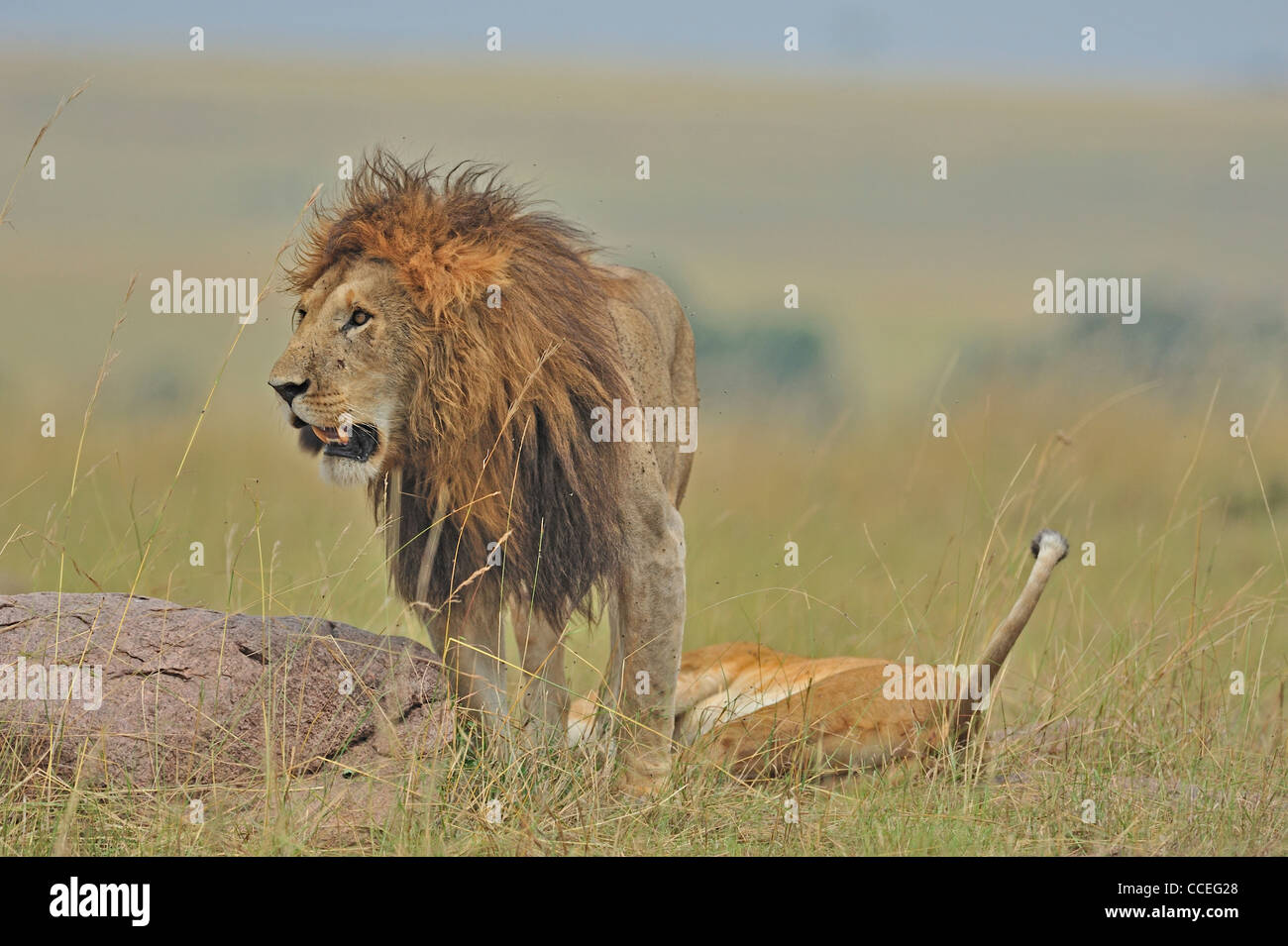 Mating lions in the grasses of Masai Mara, Kenya, Africa Stock Photo ...