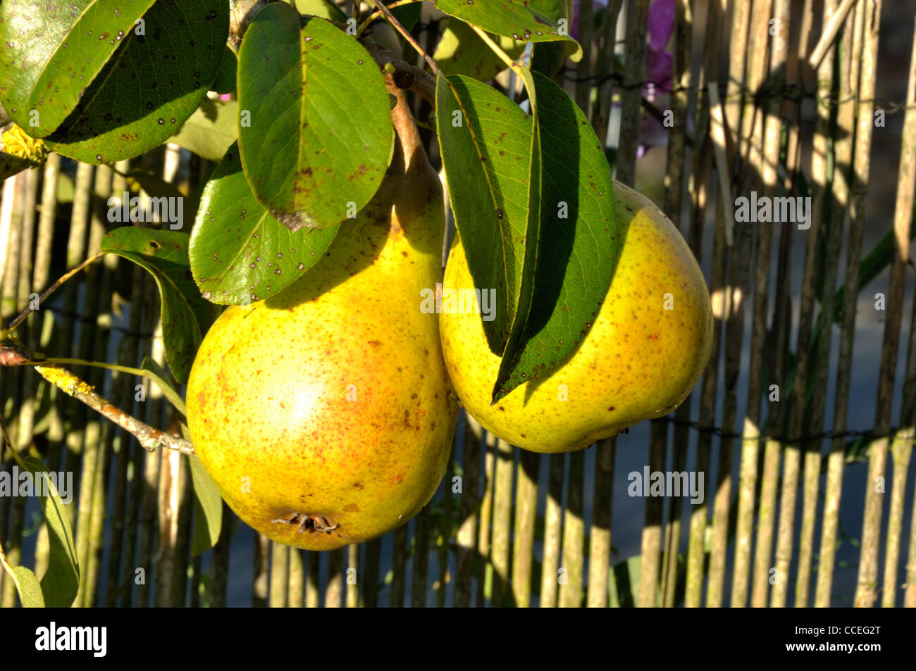 Two pears (Variety :  Deschamps) on the branch of a pear are maturing with the sun. Stock Photo