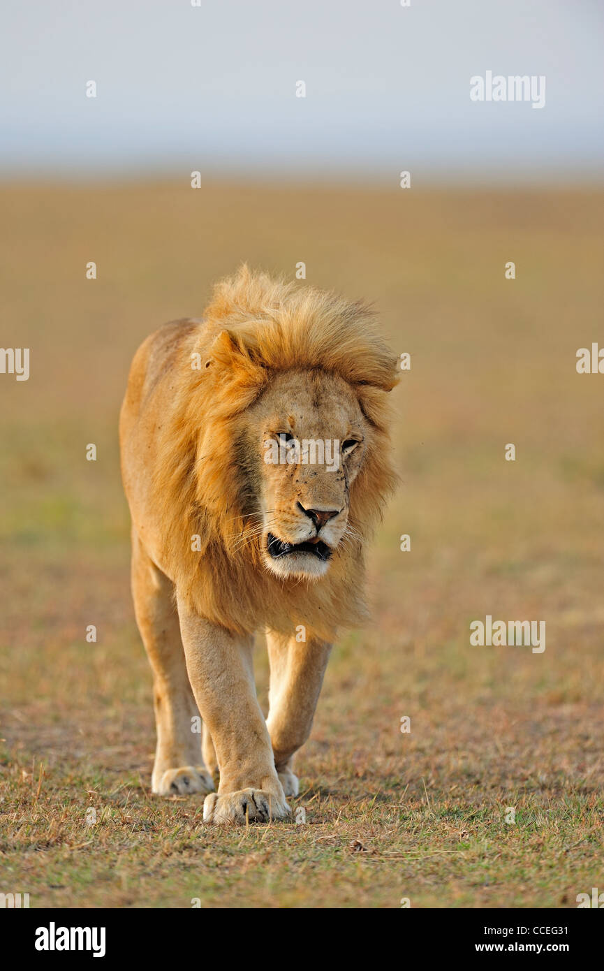 Maned male lion walking hi-res stock photography and images - Alamy