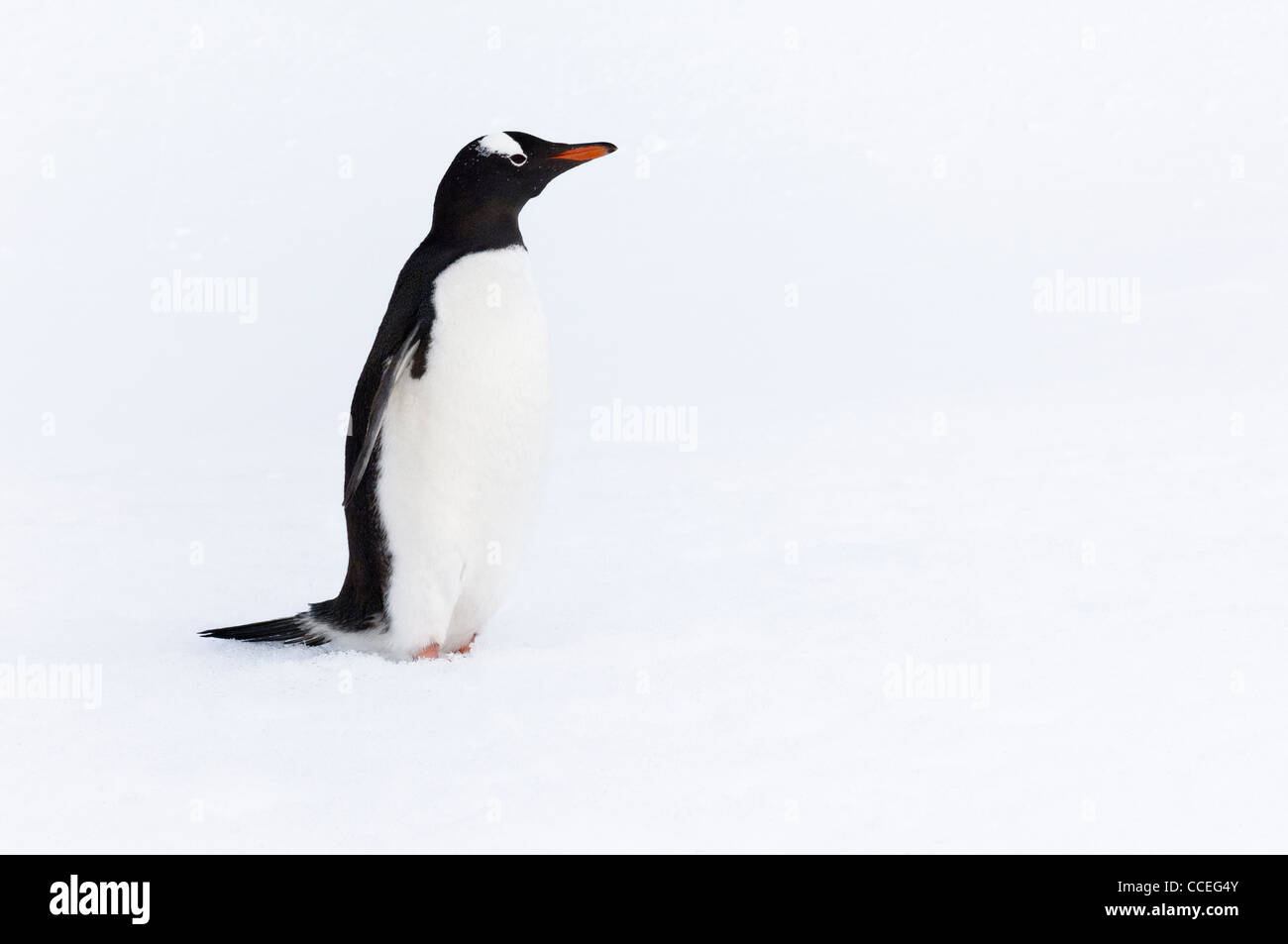 Gentoo Penguin (Pygoscelis papua), Cuverville Island, Antarctic Peninsula Stock Photo