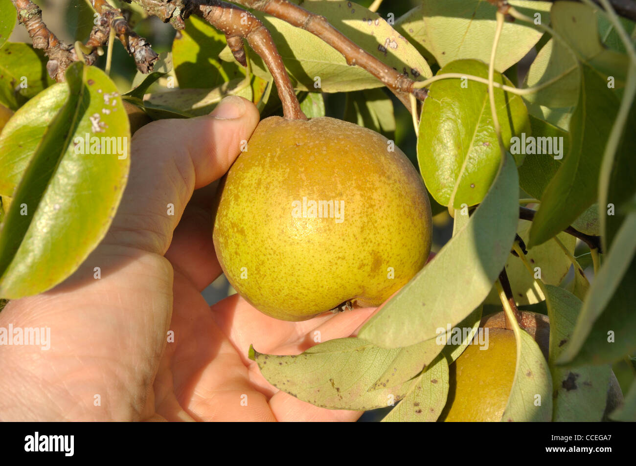 Pear variety hi-res stock photography and images - Alamy