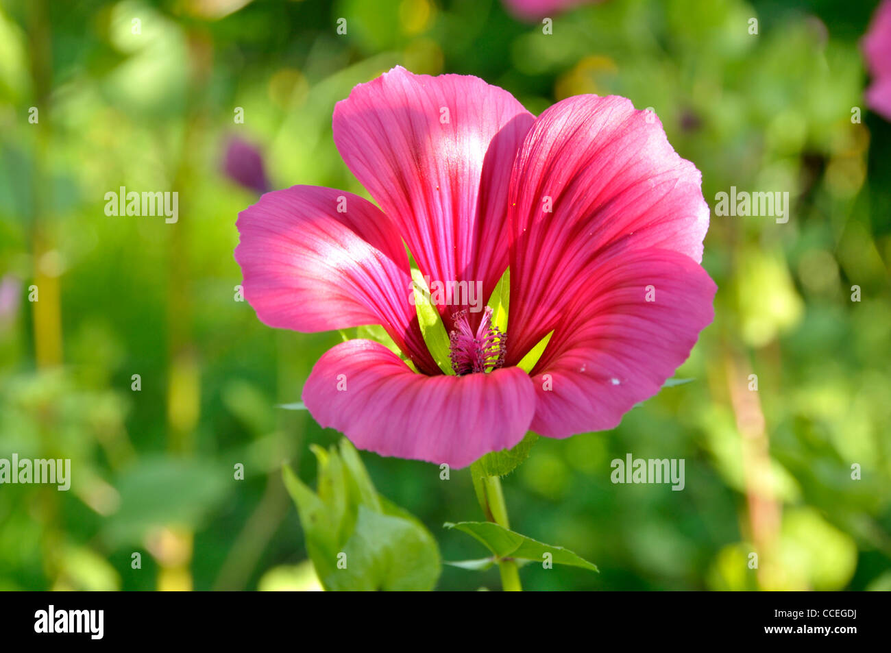 Malope flower or Purple Spanish Mallow (Malope trifida) in a garden. Stock Photo