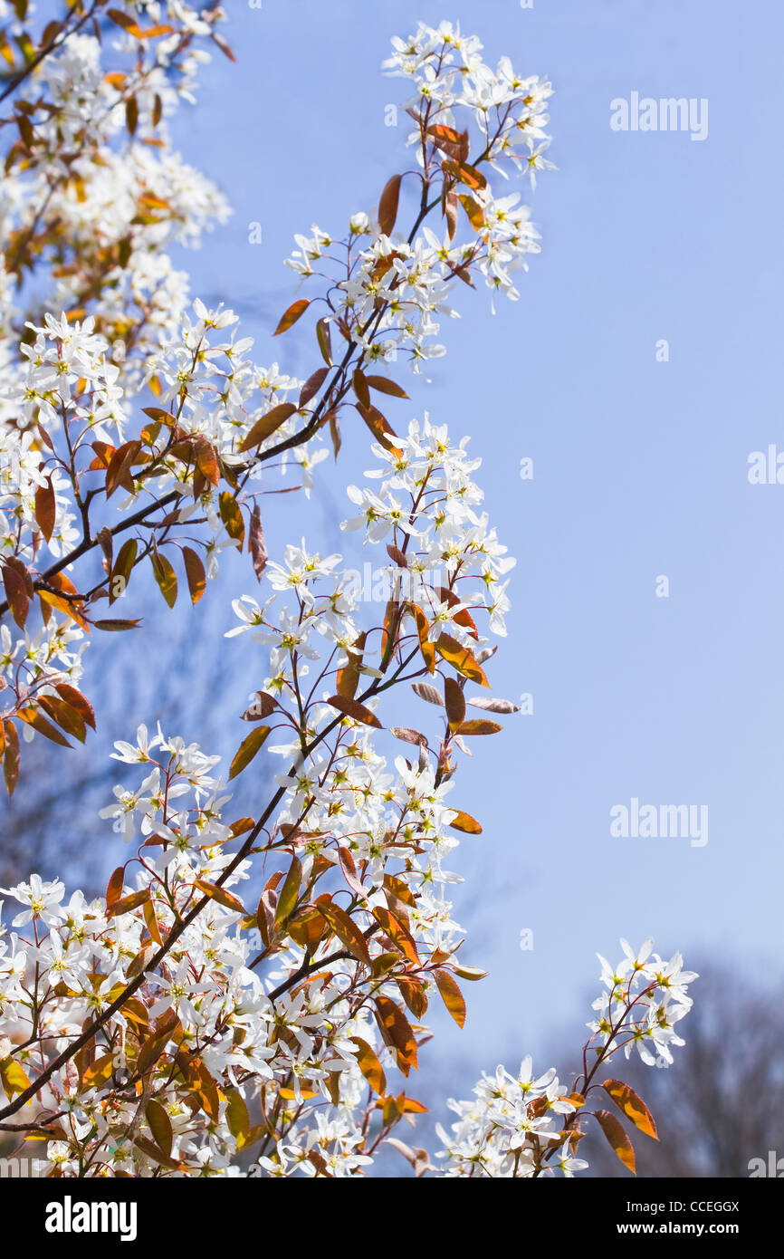 Juneberry or Amelanchier lamarckii blooming with white flowers in spring with blue sky background Stock Photo