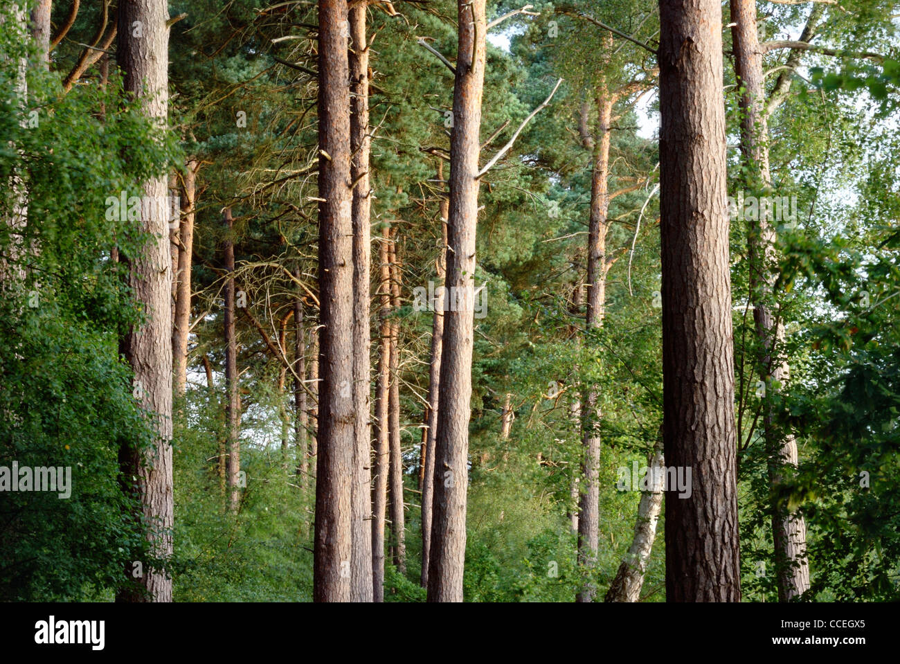 Delamere forest, Cheshire Stock Photo
