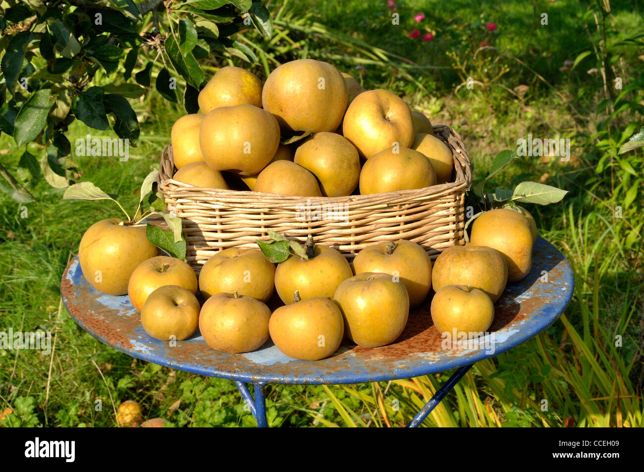 Russet  apples (Reinette Grise du Canada)  on the garden table. Stock Photo