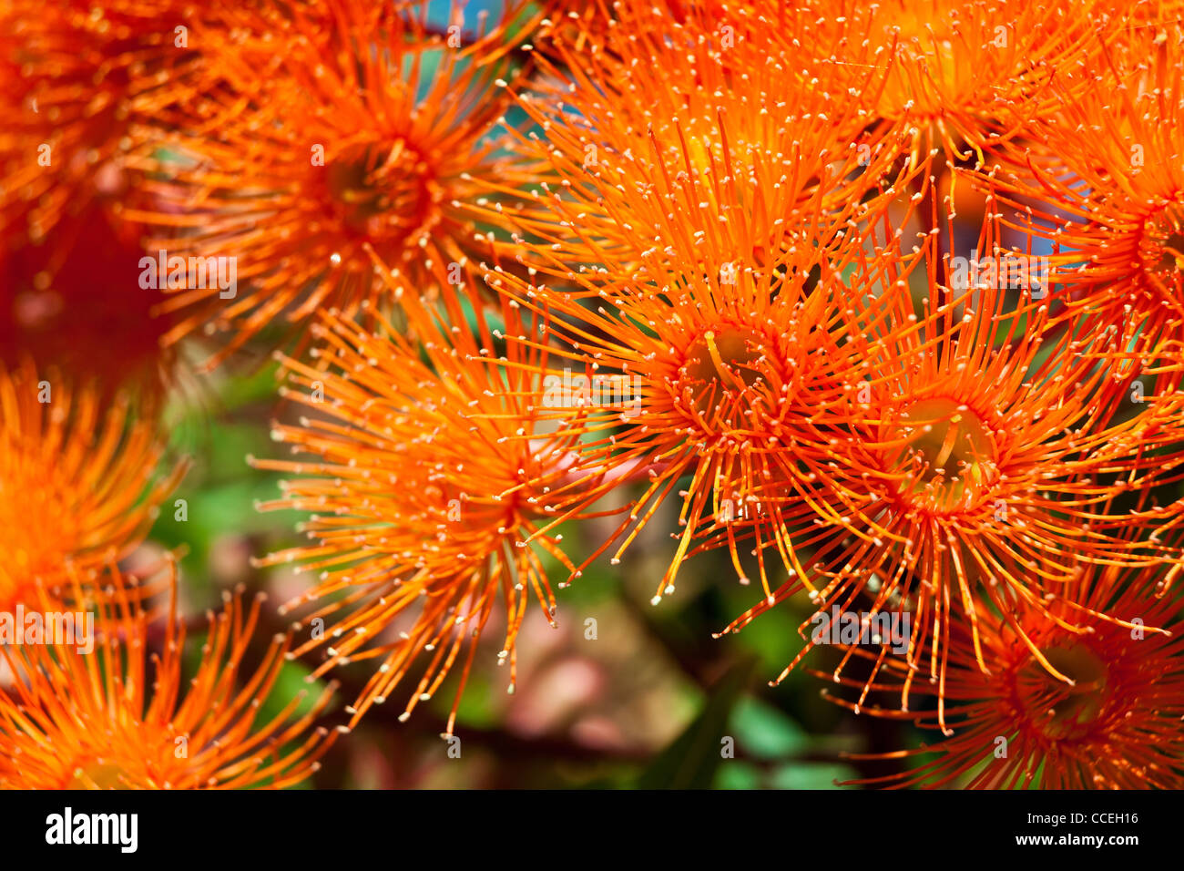 flowering gum tree in australia botanical name Corymbia ficifolia