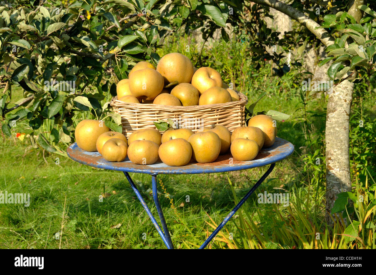 Russet  apples (Reinette Grise du Canada) on the garden table. Stock Photo