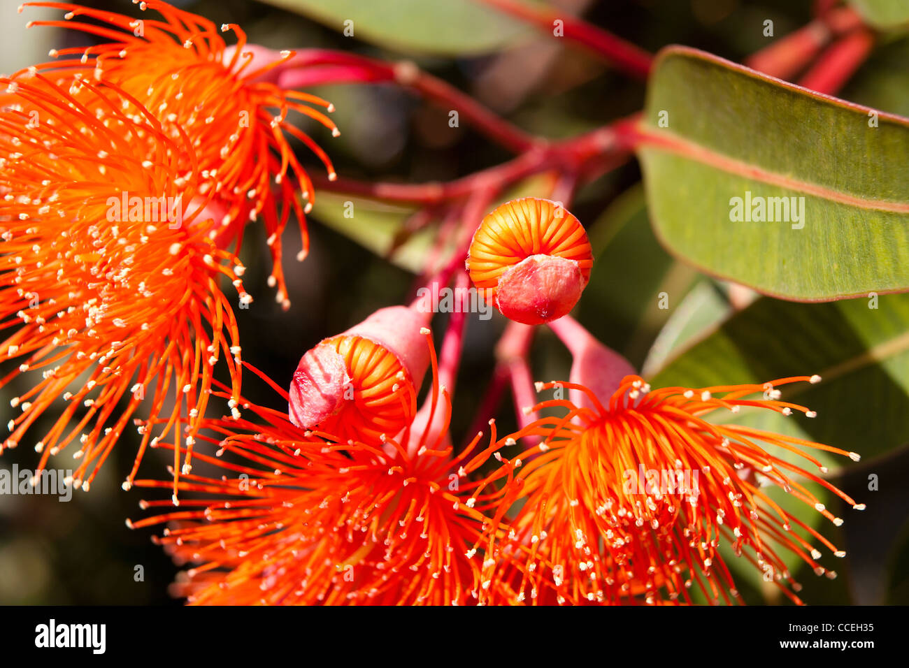 flowering gum tree in australia botanical name Corymbia ficifolia