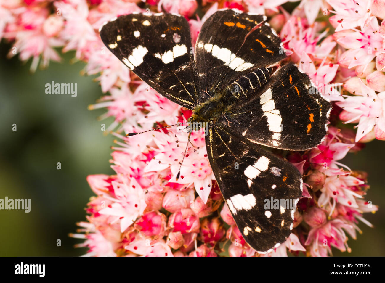 Dark colored summer generation of Map butterfly or Araschnia levana on Sedum flowers in autumn Stock Photo
