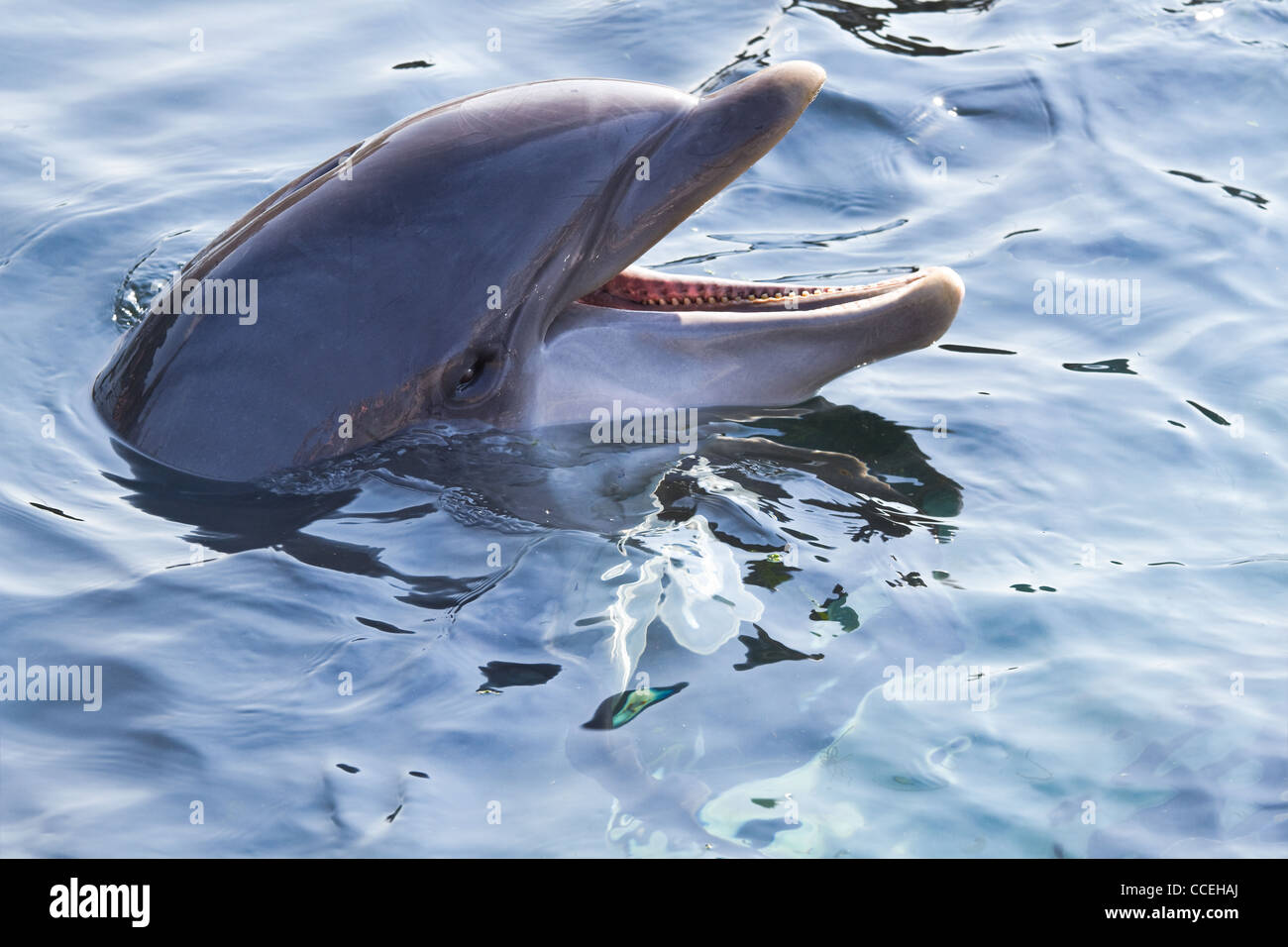 Head of Bottlenose dolphin or Tursiops truncatus above the water surface Stock Photo