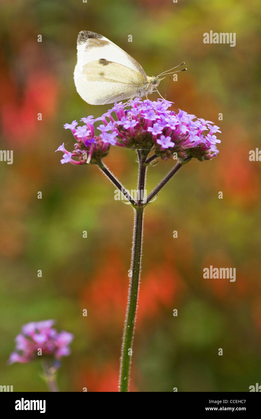Butterfly Large white or Pieris brassicae on Verbena flowers in fall Stock Photo