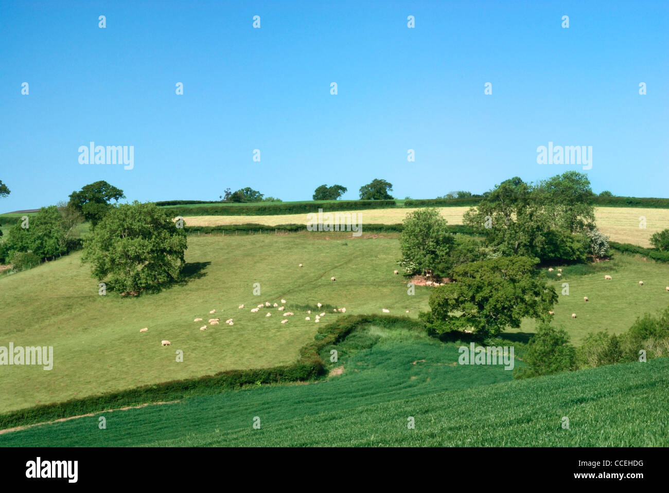 Sheep grazing in the distance, Axe Valley near Axminster, Devon countryside, england, UK Stock Photo