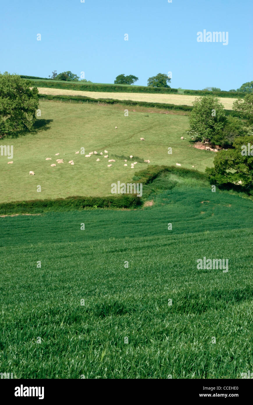 Sheep grazing in the distance, Axe Valley near Axminster, Devon  countryside, england, UK Stock Photo