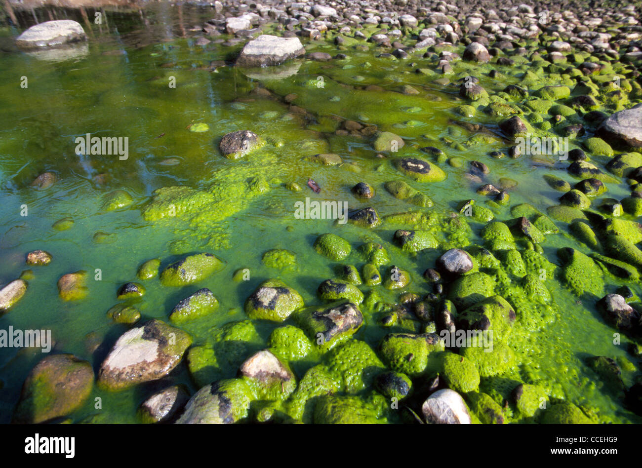 Algae-covered rocks add a bright greenish color to the Vermilion Lakes wetlands in the Bow River Valley in Banff National Park, Alberta, Canada Stock Photo