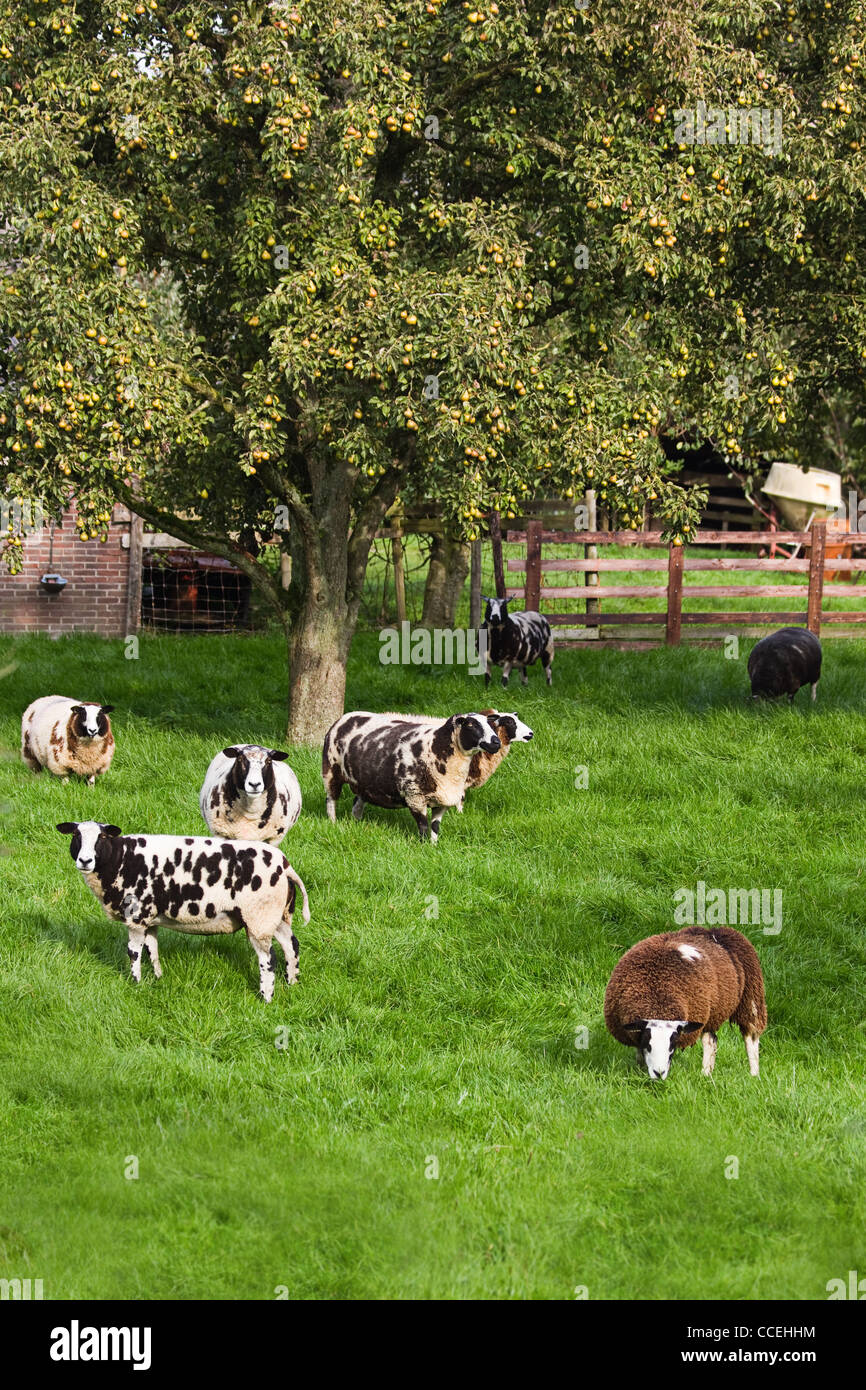 Brown and white spotted sheep grazing in fruit orchard next to a farm in summer Stock Photo