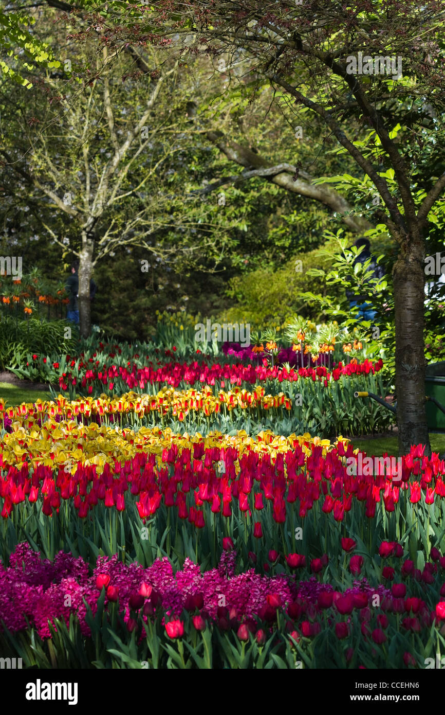 Colorful tulips, hyacinths and crown imperials in park in spring Stock ...