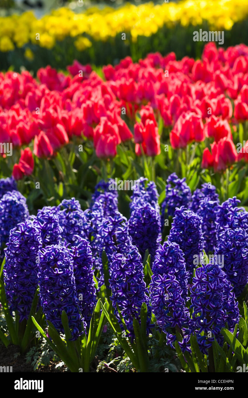 Arrangement tulips daffodils hyacinths hires stock photography and images Alamy