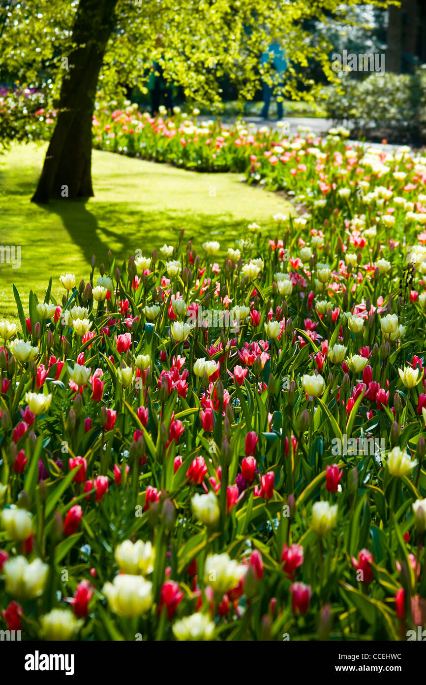 Red, green and white flower path in spring in park on early april morning Stock Photo