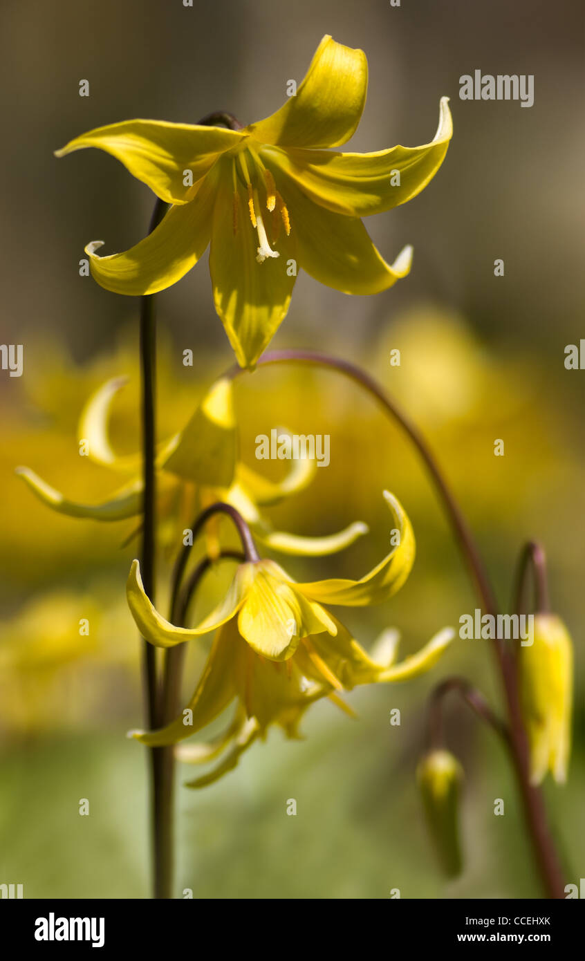 Yellow Erythronium Pagoda flowers in spring - flower is also called fawn-lily, trout-lily, dogs-tooth or adders-tongue Stock Photo