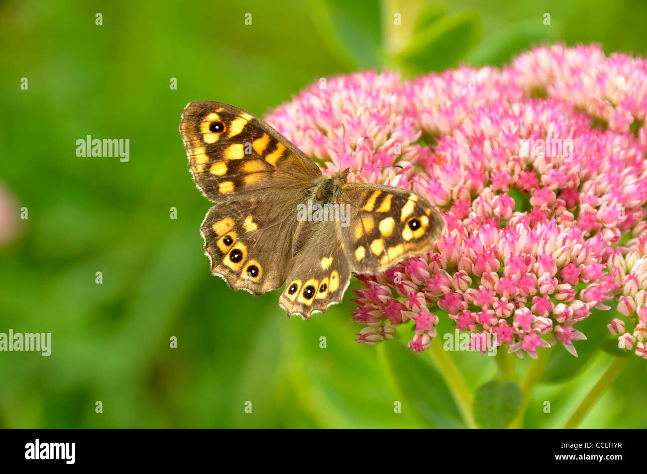 A butterfly (Speckled wood, Pararge aegeria) on a sedum flower (sedum spectabile). Stock Photo