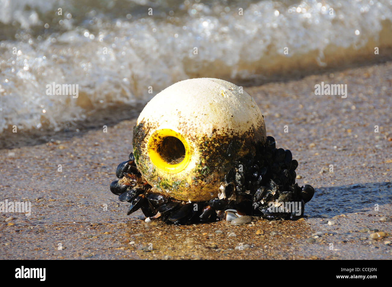 Washed up float with goose barnacles attached Stock Photo