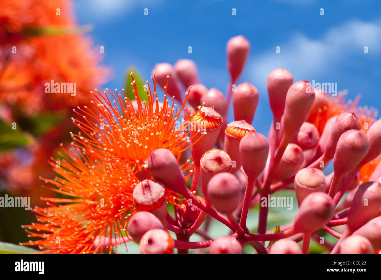 gumtree flowering gum tree in Australia botanical name : Corymbia ficifolia  native to western Australia and south Australian Stock Photo - Alamy