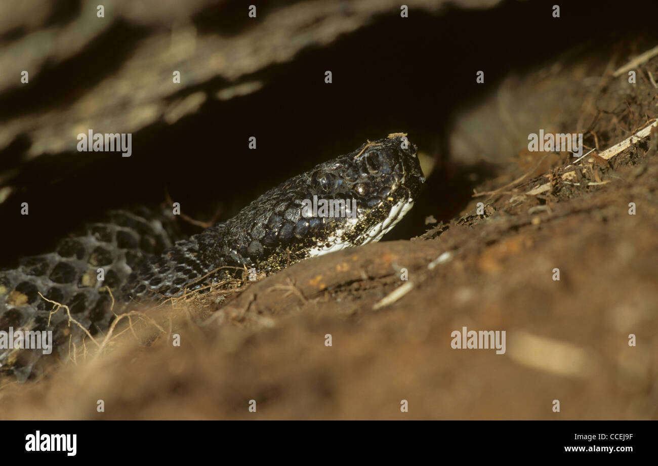 Timber Rattlesnake Crotalus horridus under rock. USA Stock Photo