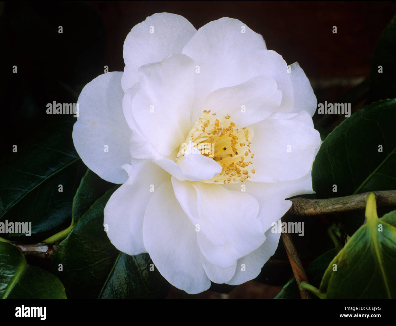Camellia japonica 'Hakurakuten' white flower flowers garden plant plants camellias Stock Photo