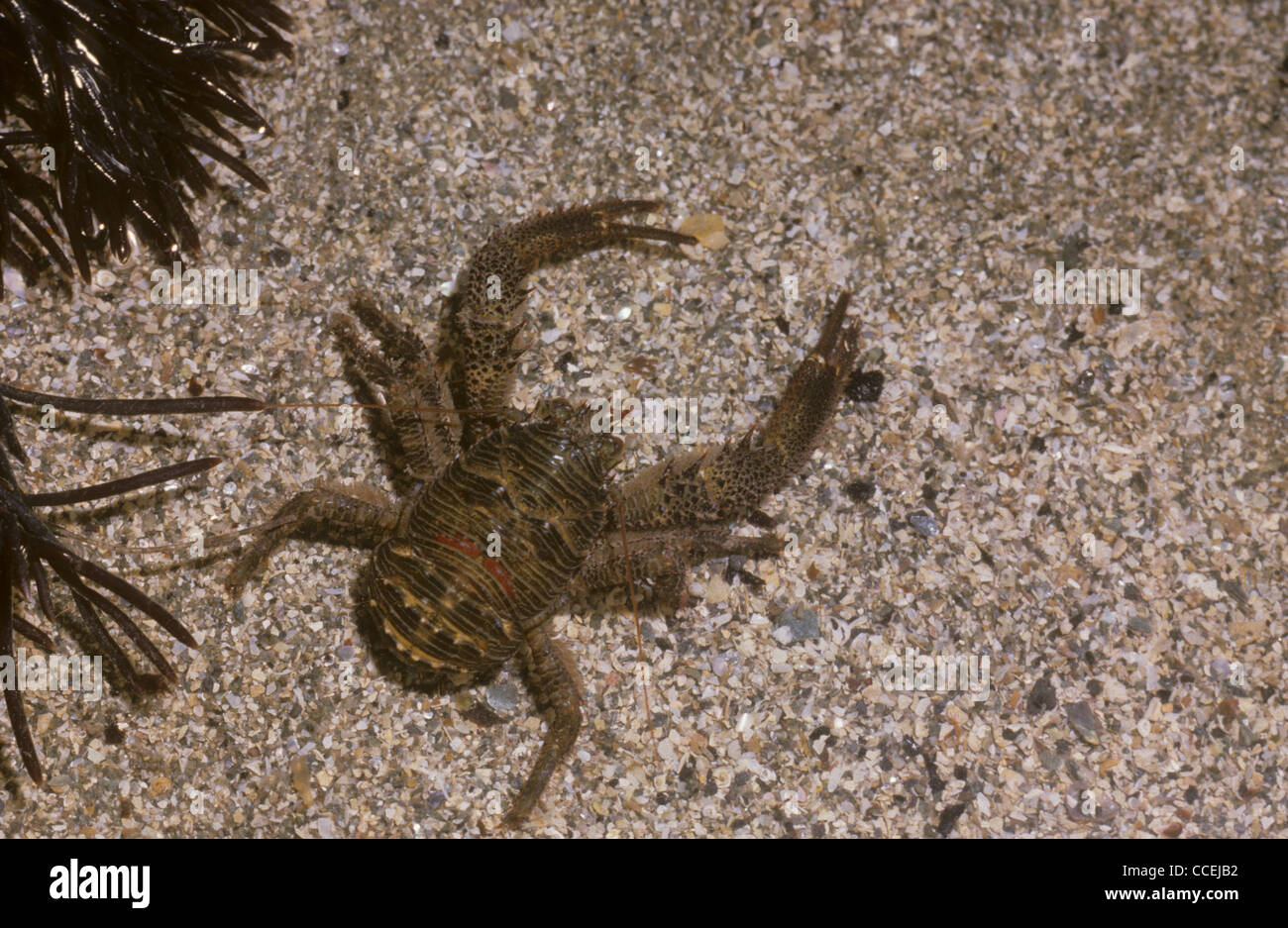 Squat Lobster. Galathea squamifera Wales. UK Stock Photo