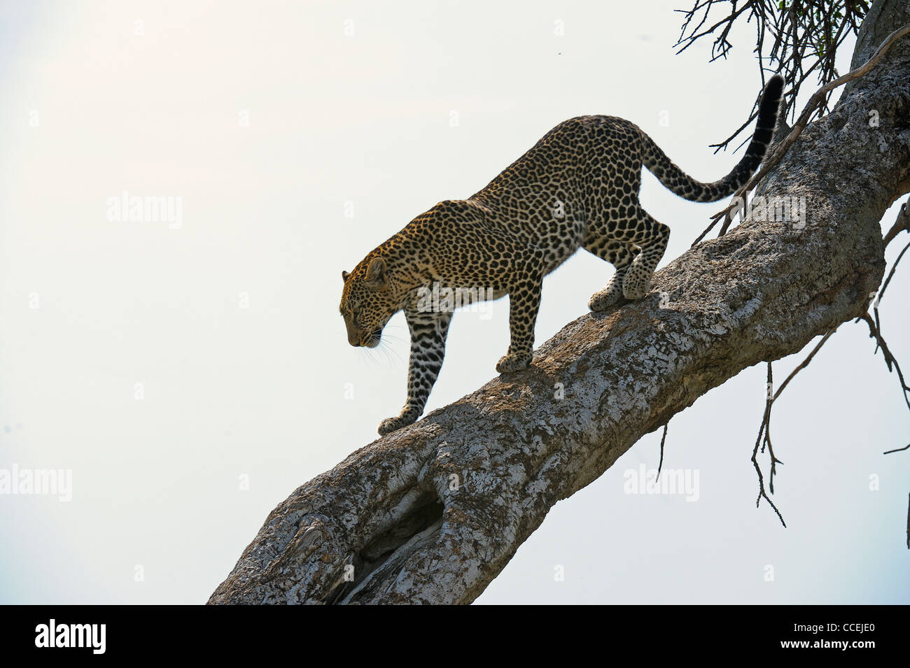 African Leopard (Panthera pardus pardus) walking down a tree in Masai Mara in Kenya, Africa Stock Photo