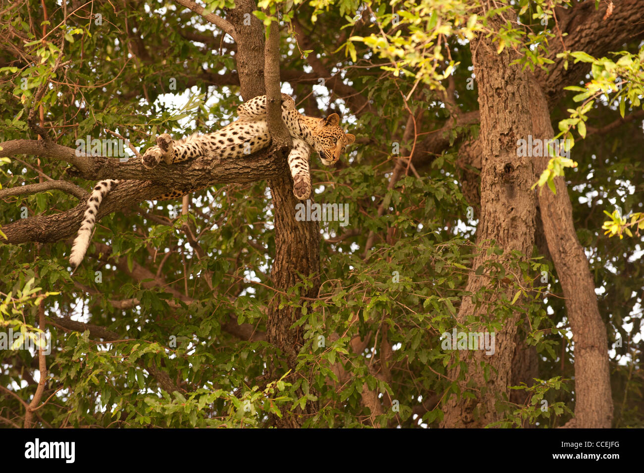 Leopard lying in tree Stock Photo - Alamy