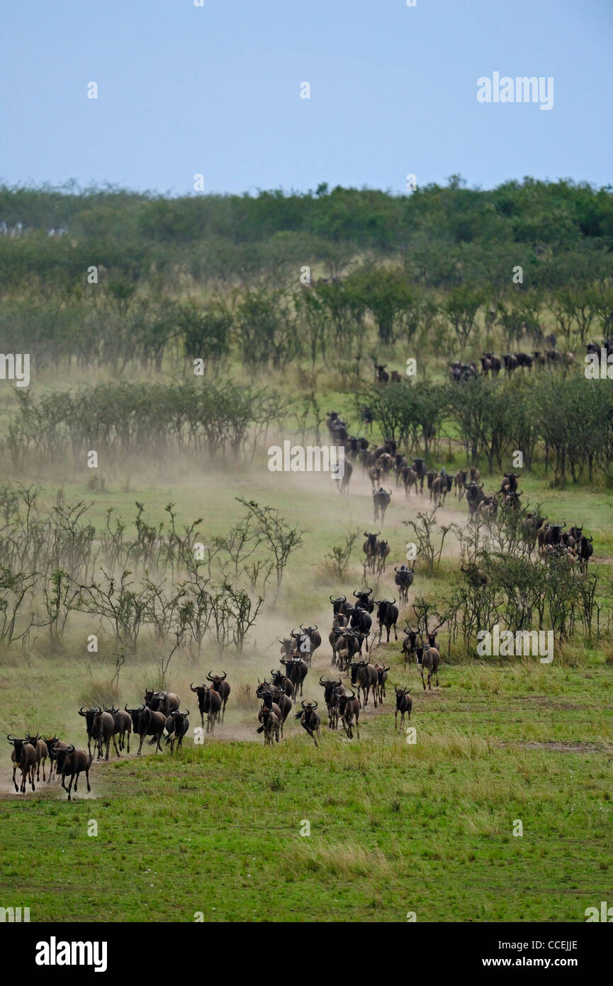 Wildebeest (or wildebeest, wildebeests or wildebai, gnu) on the run in Masai Mara, Kenya, Africa Stock Photo