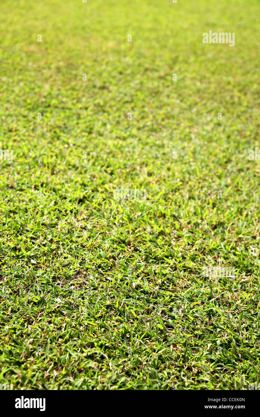 Grass still green hi-res stock photography and images - Alamy