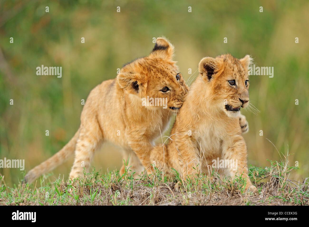 Playful lion cubs in the Masai Mara, Kenya, Africa Stock Photo
