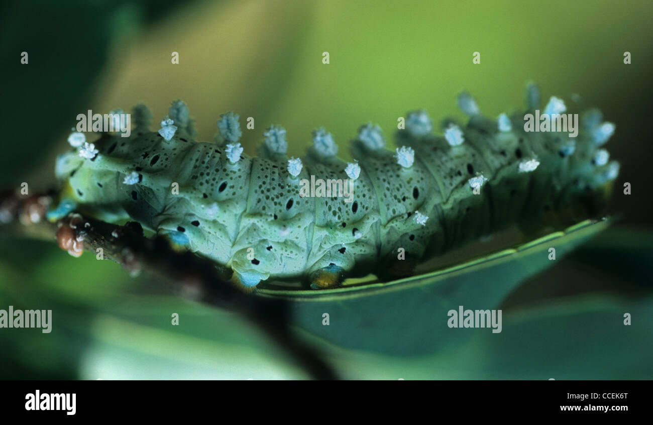Caterpillar, Honshu Island, Japan Stock Photo Alamy