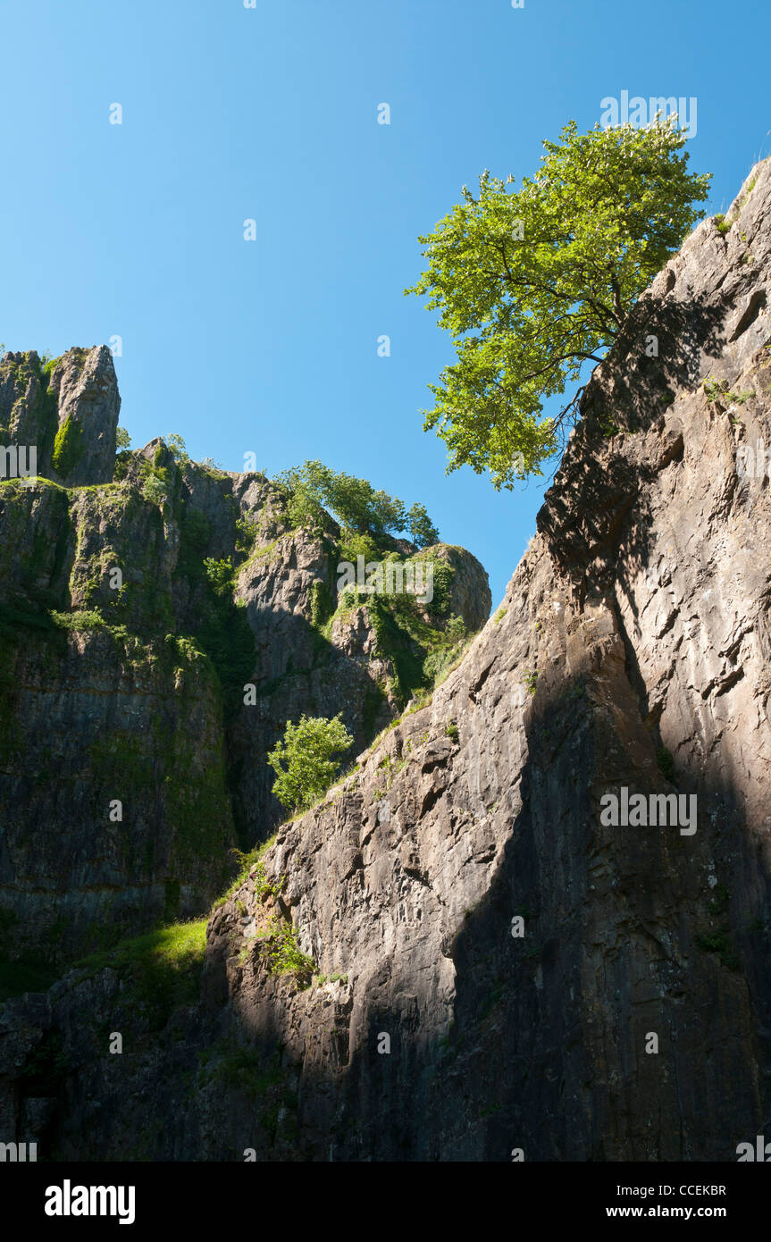 A sunny day in Cheddar Gorge with a Limestone rock outcrop  and a young tree growing from it with blue skies behind. Stock Photo