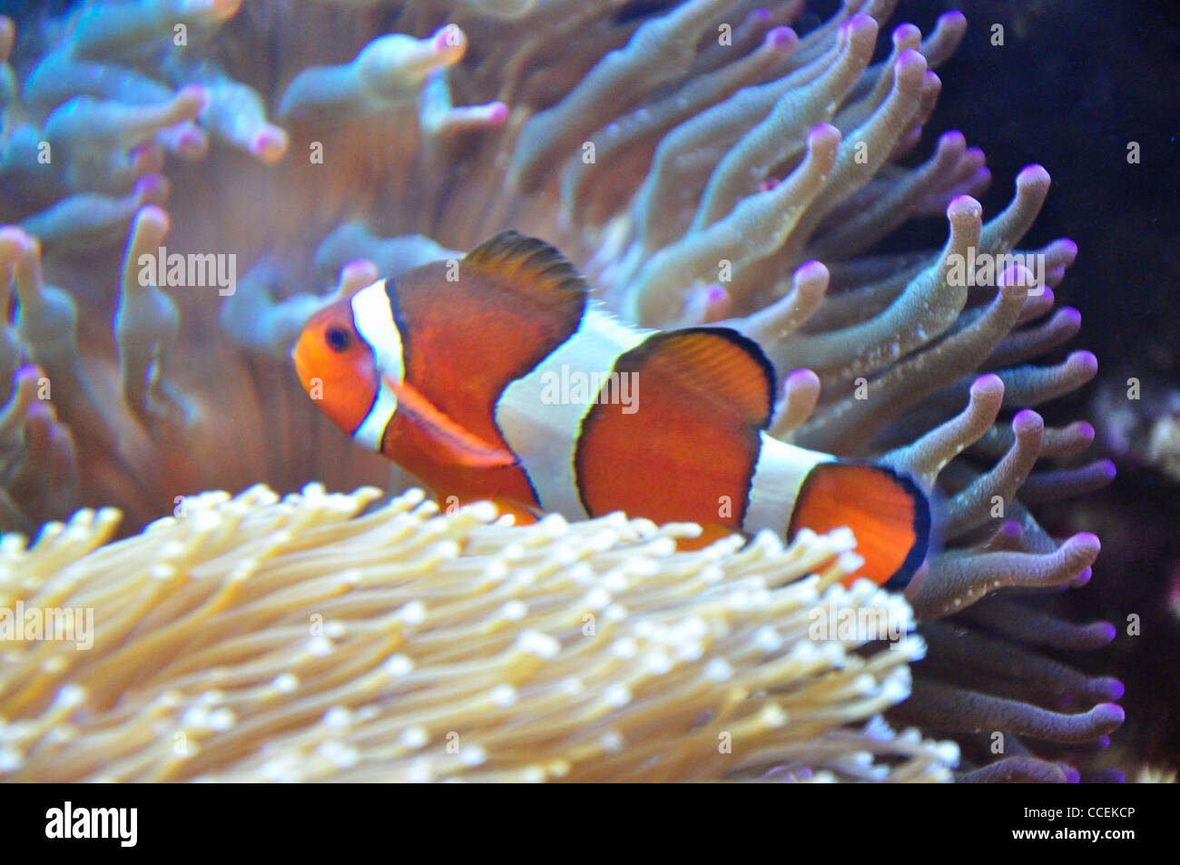 Ocellaris Clownfish amongst sea anemones in aquarium, Surrey, England, United Kingdom Stock Photo