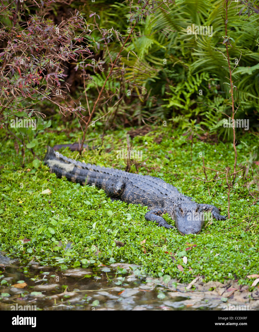 American Alligator (Alligator mississippiensis Stock Photo Alamy