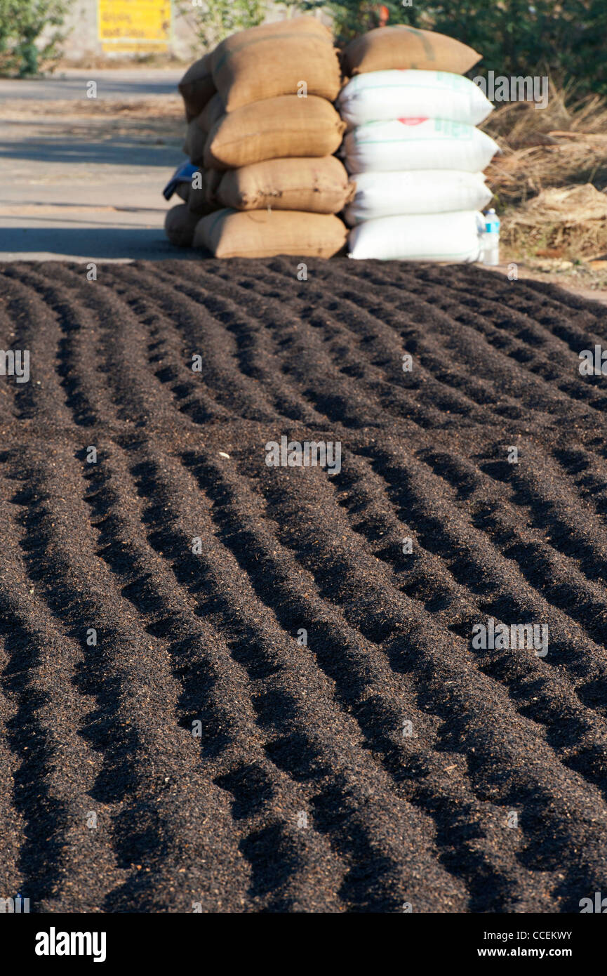 Harvested sunflower seeds drying in the sun on an Indian country road. Andhra Pradesh, India Stock Photo