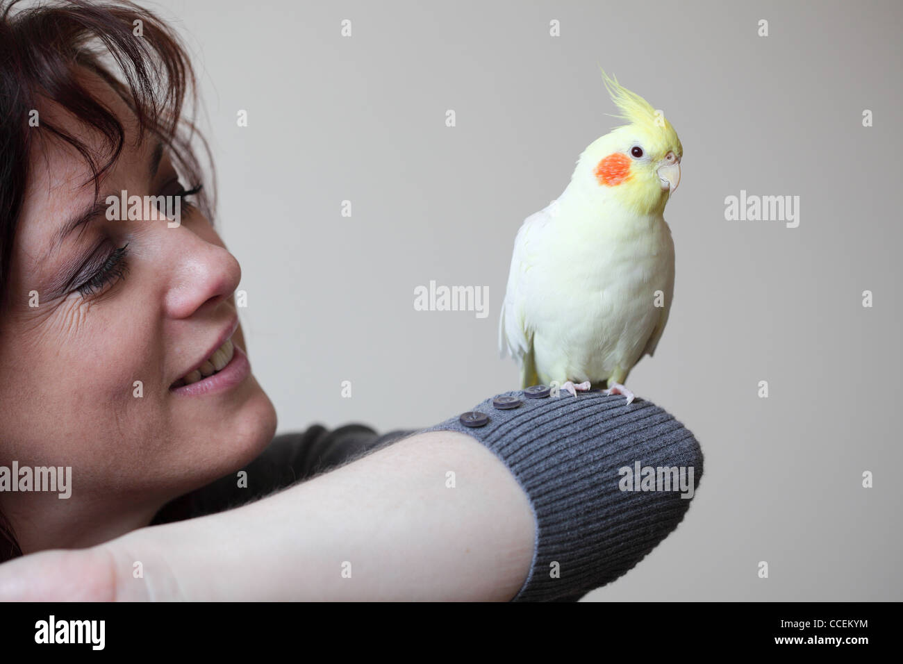Cockateil hi-res stock photography and images - Alamy
